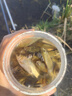 龙王恨鱼饵蓝鲫X5腥香综合通杀钓鱼饵料湖库黑坑野钓鲫鲤草青鳊鱼食鱼饵 实拍图