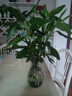 大海边 富贵竹水培植物盆栽水养客厅办公室绿色吸甲醛净化空气大枝叶高 富贵竹60-70cm6棵+营养液 实拍图
