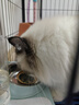多特思猫罐头金饭碗猫主食罐奶糕成幼猫全价68g*36罐湿粮餐盒猫饭 实拍图