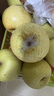 京自鲜生新疆天山雪梨 应季水果梨子新鲜脆梨雪当季特产贡梨整箱 5斤装 实拍图