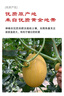 京鲜生 海南黄金哈密瓜 3-4粒  净重12斤 单果3斤起 生鲜水果礼盒 实拍图