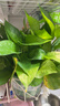 双盟绿萝盆栽除甲醛花卉绿植办公室新房净化空气180加仑2盆装源头直发 实拍图