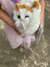 亦趣仿真猫玩偶会叫小猫咪毛绒玩具摆件可爱猫咪公仔儿童生日新年礼物 黄头会叫猫咪+领结 实拍图