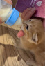 卫仕猫用A2亲和配方羊奶粉200g 猫咪羊奶粉幼猫哺乳期速补营养品 实拍图