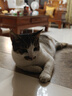 憨憨乐园猫玩具逗猫棒自嗨解闷神器幼猫成猫小猫咪羽毛玩具宠物用品 HL 实拍图