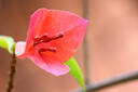佳能（Canon） EF 100mm f/2.8L IS USM 微距镜头 实拍图