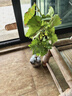 尔澜无籽甜蜜蓝宝石葡萄树苗包结果露天盆栽地栽水果苗葡萄苗源头直发 实拍图