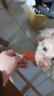 麦富迪狗狗零食 奢华营养鸡肉干1200g成幼犬磨牙训练奖励解馋宠物零食 实拍图