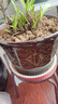 花盆陶瓷花盆特大花盆批发兰花盆紫砂花盆大口径养花透气落地盆 陶瓷花盆口径32+32cm  2个盆 实拍图
