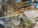 共度（Gong Du）宠物磨牙石小仓鼠金丝熊荷兰猪松鼠龙猫兔子都可用磨牙用品玩具 天然苹果树枝（500g/袋） 实拍图