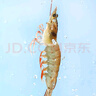 鲜京采【超28天全额退】 28天鲜冻虾 2斤装 40-60只 源头直发 北海大虾  实拍图