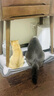 皇家猫粮10kg英短猫粮成猫粮布偶美短波斯虎斑蓝猫专用全价猫粮通用粮 BS34英国短毛猫成猫猫粮2kg 实拍图