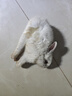 朗缤 兔子活体宠物兔活体新西兰肉兔公主兔小白荷兰侏儒活物兔子宠物 白色侏儒公主兔1只 实拍图