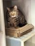 贵为（GiGwi）翠鸟发声逗猫玩具小猫咪幼猫自嗨解闷神器磨牙耐咬宠物玩具逗猫棒 实拍图