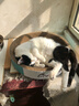 疯狂的主人圆形猫抓板窝耐磨不掉屑猫窝一体猫咪抓盆超大号抓不烂猫爪板耐抓 实拍图