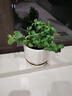 迷迭香苗盆栽可食用驱蚊植物香草薄荷苗绿植物室内煎牛排水培花卉 小盆食用薄荷苗约10cm高原盆土一盆 实拍图