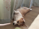 松下（Panasonic）【国家补贴】家用无线吸尘器 猫毛狗毛吸毛除毛 智能绿光显尘毛发防缠绕 MC-A30W【宠物版】 实拍图