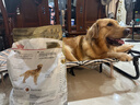 皇家狗粮 金毛成犬狗狗全价粮 宠物大型犬粮 GR25全价犬粮 金毛成犬3.5kg 实拍图