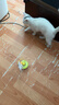 欢宠网猫玩具猫咪逗猫棒不倒翁猫薄荷球自嗨解闷神器猫猫小猫幼猫宠物 实拍图