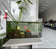 汉洋鱼缸刮藻刀水族箱除藻器 底砂整理平沙铲草缸工具基础款32cm 实拍图