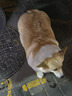 麦富迪狗粮 藻趣儿狗粮成犬粮牛肉螺旋藻 均衡营养7.5kg/15斤 实拍图