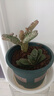花盆绿植盆栽加仑盆加厚塑料多肉小盆阳台客厅月季玫瑰家用花盆 矮款1加仑（口径15cm)1个盆 不带托盘 实拍图