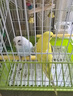 万宠汇 鸟活体虎皮鹦鹉笼养牡丹玄风活鸟学说话手养小太阳鹦鹉和尚鹦鹉 随机大头虎皮鹦鹉1只公母可备注 实拍图
