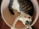 唯特医生猫咪狗狗仙气魔方洁齿冻干颗粒洁牙宠物清洁口气零食 【猫用1罐】160粒够吃40天 实拍图