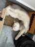 LEGENDSANDY蓝氏全价猫粮成猫幼猫生骨肉冻干粮 盒装 猎鸟乳鸽4.5kg 实拍图