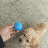 HELLOJOY狗狗玩具球电动自嗨耐咬解闷神器小狗遛狗宠物耐咬逗狗电动跳跳球 实拍图