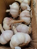 仙果春天精打细蒜 新鲜生鲜蔬菜多瓣大蒜头无添加正宗 干大蒜中果500g 实拍图