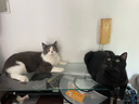 疯狂的主人猫玩具小黄鸭漏食器冻干发射器猫咪狗狗自嗨解闷放零食玩具逗猫棒 实拍图