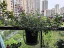 阳台花架置物架花盆托架铁艺悬挂栏杆挂式护栏窗台户外花架子 升级加厚款-1只装白色 实拍图