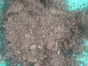 萌萌肉品氏泥炭土丹麦进口多肉营养土花土纯泥炭草炭养花基质疏松 纯泥炭10-30毫米18斤 实拍图