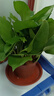 新特价绿萝盆栽室内客厅办公吸甲醛净化空气水培植物绿植花卉好养 【1盆】绿萝+原盆原土 整体含盆高度20-25cm 实拍图