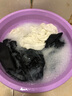 活力28山茶花洗衣液7.2斤大瓶装 3.6kg不含荧光增白剂去污香氛持久留香 实拍图
