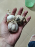 紫白皮蒜水果大蒜超市即食生鲜蔬菜大蒜 【福利专享】3头 50g 单果3.5-5cm 实拍图