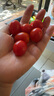 新鲜采摘圣女果樱桃小番茄蔬菜 带箱5斤精选果 实拍图