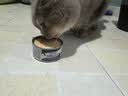 维倍思VET'SBEST绿十字猫罐头排毛化毛猫咪零食成猫补水鸡肉主食罐头85g 实拍图