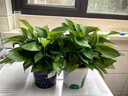 双盟绿萝盆栽除甲醛花卉绿植办公室新房净化空气180加仑2盆装源头直发 实拍图