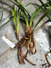玫绚金边兰花苗 名贵精品 浓香型 建兰矮种室内 花卉 好养 好运来 1颗2苗连体  裸根发货 实拍图