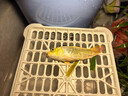 墨一金鱼活鱼黄金锦鲤鱼招财风水鱼龙凤锦鲤好养耐活冷水观赏鱼 黄金锦鲤14-16公分2条 实拍图