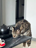 伟嘉成猫猫粮1.3kg牛肉味布偶蓝猫橘猫加菲英短猫咪夹心粮全价粮 实拍图