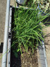 德沃多肥料纯草木灰2.5kg纯正钾肥农家肥有机肥料植物营养土壤种植土有机肥 实拍图