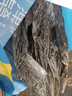 不吃小鱼【福建源头产地】日晒海带中段500g 精选中段 霞浦源头直发包邮 实拍图