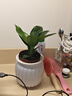 新大叶金钻绿公主盆栽植物除甲醛绿植办公室四季常青室内客厅摆放 【拍一发二】金钻+白南瓜吸水盆 含盆高度15-20厘米 实拍图