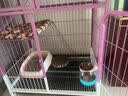 柒哦猫碗宠物碗食盆不锈钢猫咪悬挂式挂笼子猫粮兔子盆狗碗防打翻水碗 青春蓝小号【单食盆】 实拍图