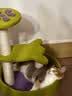 喵仙儿猫爬架一体猫窝多层跳台花瓣猫抓柱耐磨猫抓板小型不掉屑猫玩具 实拍图