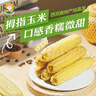 小农人花背萝云南拇指香糯小玉米宝宝辅食甜糯粘玉米棒早代餐轻食 1斤【7-10支尝鲜装】 实拍图