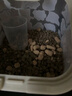 LEGENDSANDY蓝氏全价猫粮成猫幼猫生骨肉冻干粮 猎鸟乳鸽1.5kg 实拍图